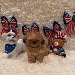 Sparrow - Red and tan male Shih Tzu puppy in Success, Missouri from Sweet Success