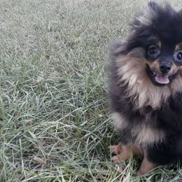 Pomeranians from Ryan's Precious Pomeranians