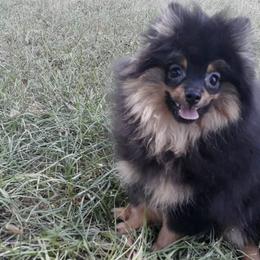 Pomeranians from Ryan's Precious Pomeranians