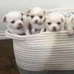 Chihuahua Puppies from Sugar Cookie Chihuahuas