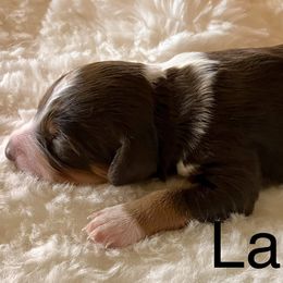 Aussiedoodle Puppies from Sand Creek Ranch Aussiedoodles