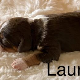 Aussiedoodle Puppies from Sand Creek Ranch Aussiedoodles