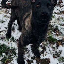 Orange Collar Boy - male Dutch Shepherd puppy in Palmyra, Maine from Maine Working Dogs