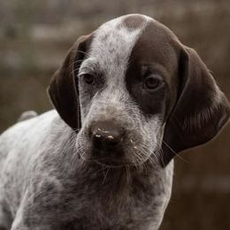 German Shorthaired Pointers from Topline Kennels