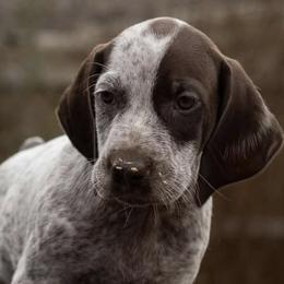 German Shorthaired Pointers from Topline Kennels
