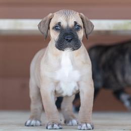 Bigger fawn boy - Fawn male Perro de Presa Canario puppy in Leitchfield, Kentucky from Rey Gladiador Presa Canario