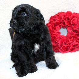 Cherry - Black and white female Aussiedoodle puppy in Stokesdale, North Carolina from His and Hers Poodles and Doodles