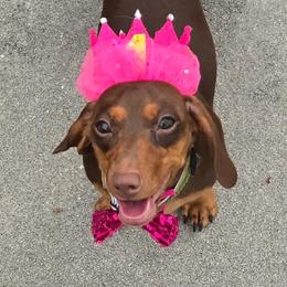 Dachshunds from Trust Fund Devil Kennel