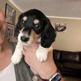 Dachshund Puppies from Monica’s Treasured Dachshunds