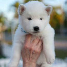 Nuka - White male Siberian Husky puppy in Miami, Florida from Blue Moon Huskies
