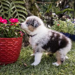 Australian Shepherd Puppies from Hawaii Australian Shepherds