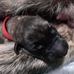 Irish Wolfhound Puppies from Mt Carmel Irish Wolfhounds