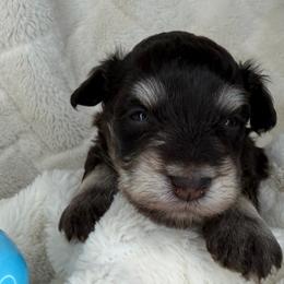 Duckie - Liver male Miniature Schnauzer puppy in Milmay, New Jersey from Butterleaf Farms