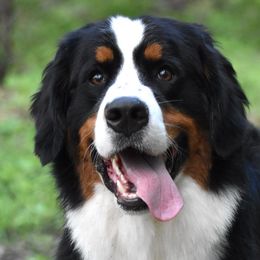 Emma - Bernese Mountain Dog