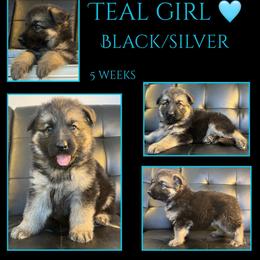 TEAL Girl - Black and tan female German Shepherd puppy in Apache Junction, Arizona from CS Vista Farms