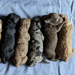 Australian Labradoodles from Golden Xpress Labradoodles