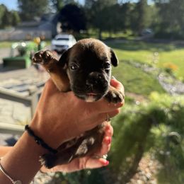 Paris - Fawn female Boxer puppy in Jamesville, New York from Reynolds Homestead Boxers