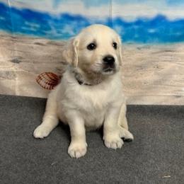 Kaua'i - Light golden male Golden Retriever puppy in Adair, Oklahoma from Rejoice Retrievers