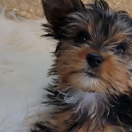 French Bulldogs and Yorkshire Terriers from Yorkies Living in Virginia
