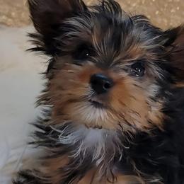 French Bulldogs and Yorkshire Terriers from Yorkies Living in Virginia