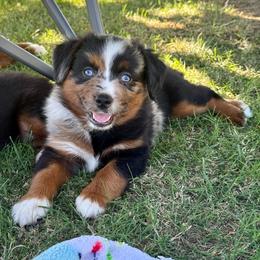 Fanta - Blue merle female Miniature Australian Shepherd puppy in Lincoln, California from Country Dreams Mini Aussies