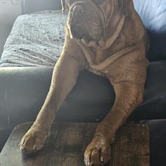 Dogue de Bordeaux and French Bulldog All Grown Up from Amore Kennel