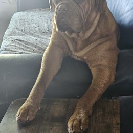 Dogue de Bordeaux and French Bulldog All Grown Up from Amore Kennel
