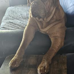 Dogue de Bordeaux and French Bulldog All Grown Up from Amore Kennel