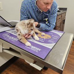 Toy Australian Shepherd Puppies from Reflections of Star Crest Kennel