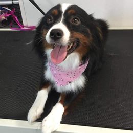 Miniature Australian Shepherds from SkipaMoon Mini Aussies