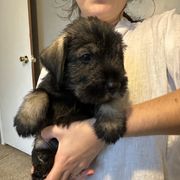 Boy 2 - Standard Schnauzer puppy in Summerfeld, Florida from Amazing Standard Schnauzers
