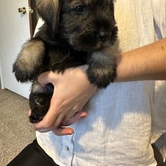 Boy 2 - Standard Schnauzer puppy in Summerfeld, Florida from Amazing Standard Schnauzers