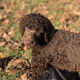 Poodle Puppies from Oakridge Standard Poodle