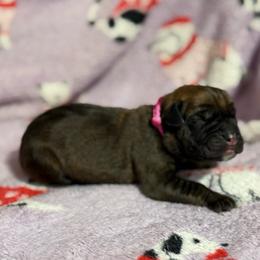 Hot Pink - Fawn female Cane Corso puppy in Paris, Texas from Knucklehead Cane Corso