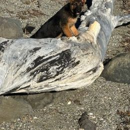 German Shepherd All Grown Up from Bunkerhill Shepherds