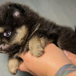 Elfie - Black and tan male Pomeranian puppy in Orange Grove, Texas from Davis Poms