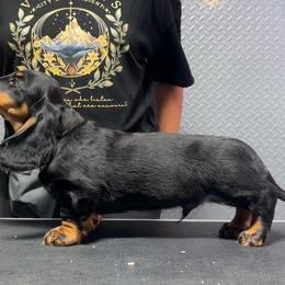 Green - Black and tan male Dachshund puppy in Hemet, California from Rare Treat Dachshunds