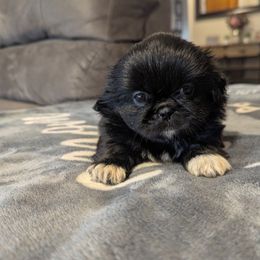 Wylie - Black male Pekingese puppy in Kingman, Arizona from Faith Harvey