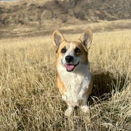 Hazel - Red female Pembroke Welsh Corgi puppy in Weston, Idaho from Rubys Corgis