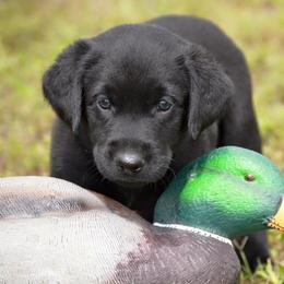 French Bulldog, Golden Retriever, and Labrador Retriever Puppies from Trigger Time Kennels