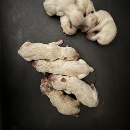 8 - White female West Highland White Terrier puppy in Prudenville, Michigan from Randy Ellen West Highland White Terriers of Michigan