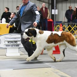 Saint Bernard All Grown Up from Somerset Saints