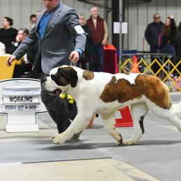 Saint Bernard All Grown Up from Somerset Saints