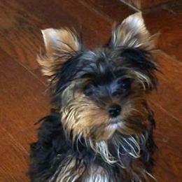 Molly - Blue and gold female Yorkshire Terrier puppy in Baraga, Michigan from Ojibwa Yorkies