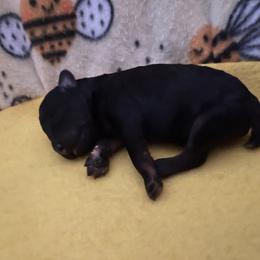 Poodle Puppies from Pearson's Poodles