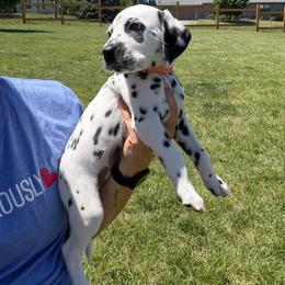 Orange Collar Female - White and black female Dalmatian puppy in Colome, South Dakota from KB Ridgebacks and Dals, LLC