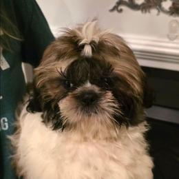 Boy 3( Blitzen) - Gold and white male Shih Tzu puppy in North Carolina from WillowCreek Mountain View Shih Tzu