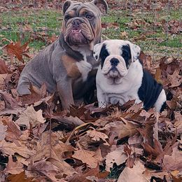 Bulldog Puppies from Pappy's Bullies