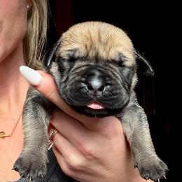 River (Purple Collar) - Fawn female Boerboel puppy in Manitowoc, Wisconsin from Mae Boerboel