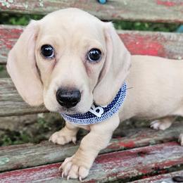 Dachshund Puppies from Watsons Dachshunds